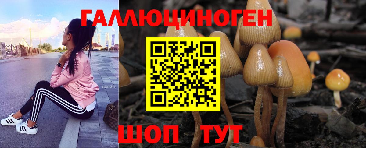 Псилоцибиновые грибы Psilocybine cubensis Холмск